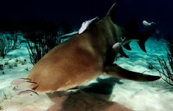 Lemon Shark-Bahamas
D2x 15mm by Rand McMeins 